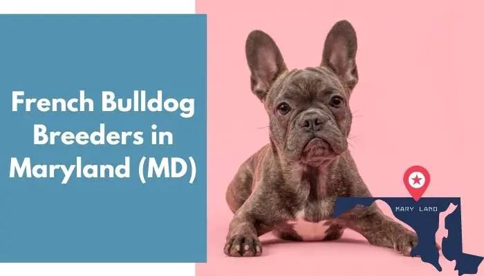 12 French Bulldog Breeders In Maryland Md French Bulldog Puppies For Sale Animalfate