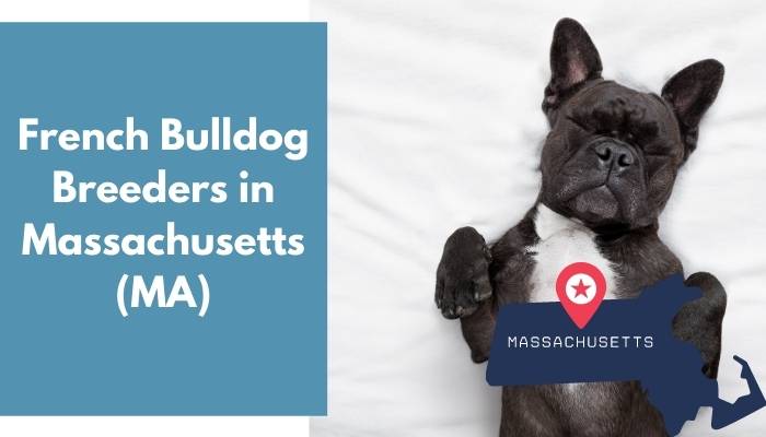 French Bulldog Breeders in Massachusetts MA