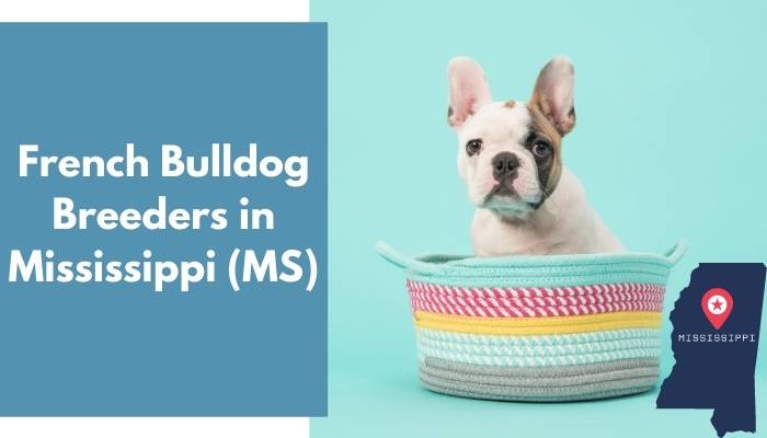 French Bulldog Breeders in Mississippi MS