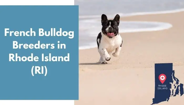 8 French Bulldog Breeders in Rhode Island (RI) French