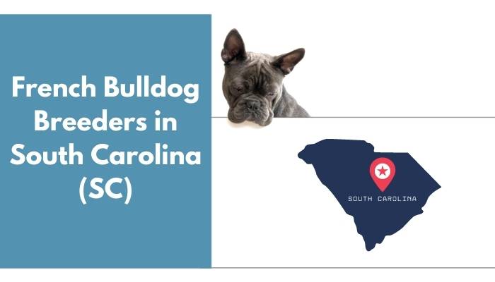 French Bulldog Breeders in South Carolina SC
