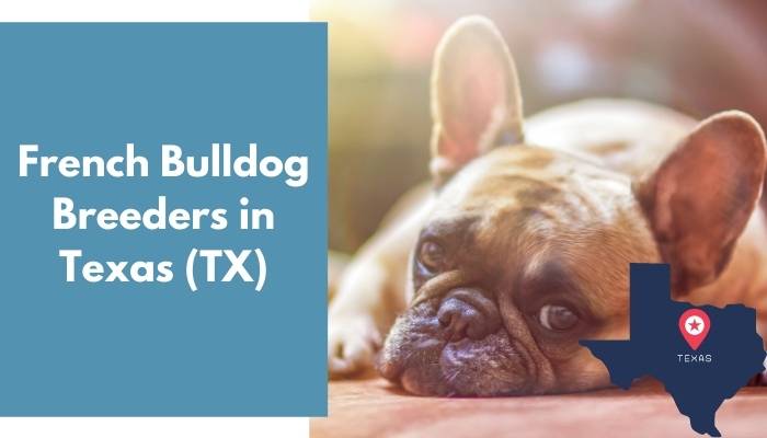 French Bulldog Breeders in Texas TX