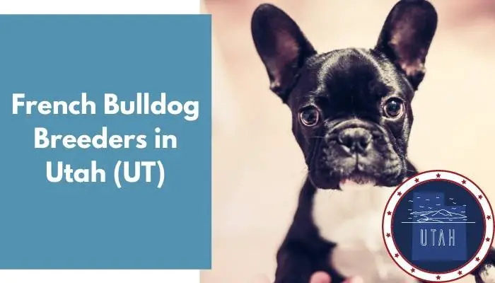 French Bulldog Breeders in Utah UT