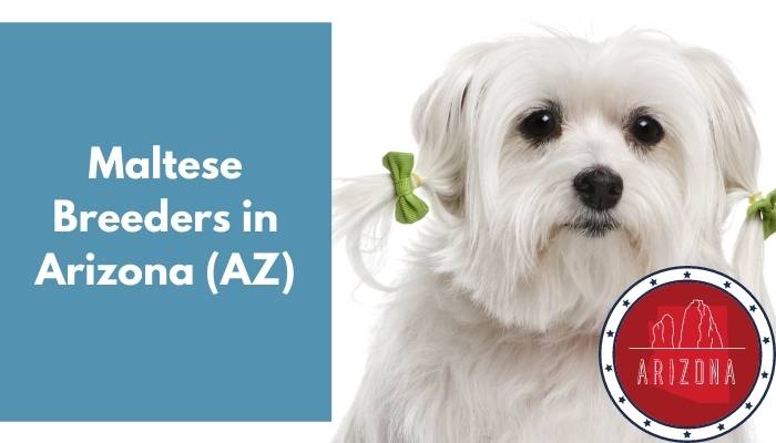 Maltese Breeders in Arizona AZ