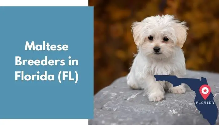 Maltese Breeders in Florida FL