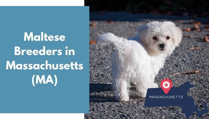 Maltese Breeders in Massachusetts MA