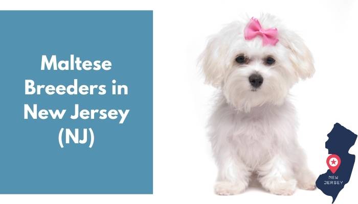 Maltese Breeders in New Jersey NJ