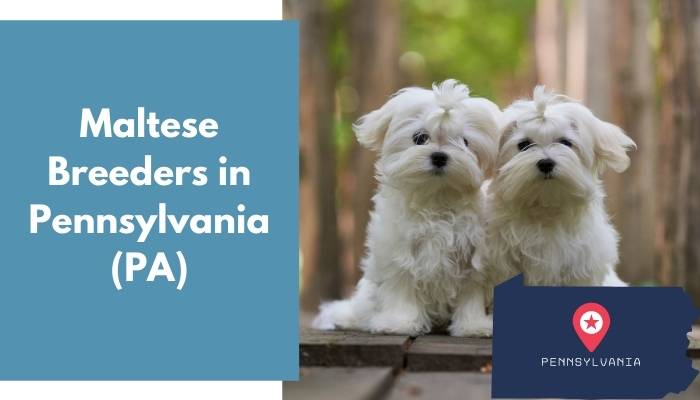 Maltese Breeders in Pennsylvania PA