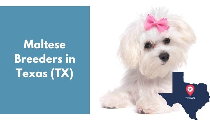 Maltese Breeders in Texas TX