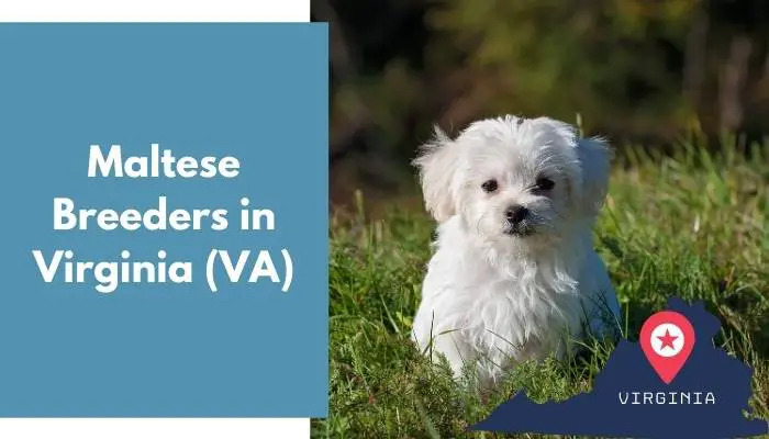 Maltese Breeders in Virginia VA