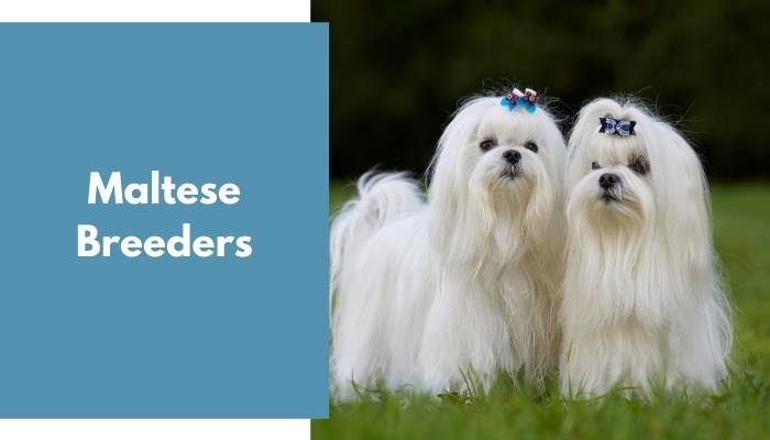 Maltese Breeders