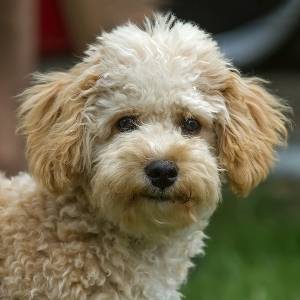 cavapoo breeders category