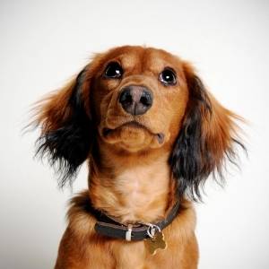 dachshund breeders category