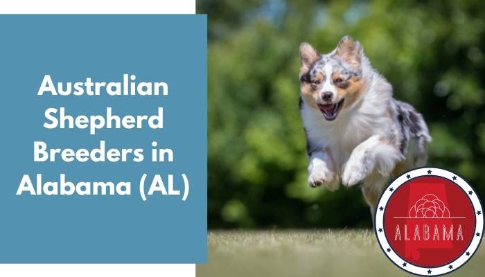 Australian Shepherd Breeders in Alabama AL