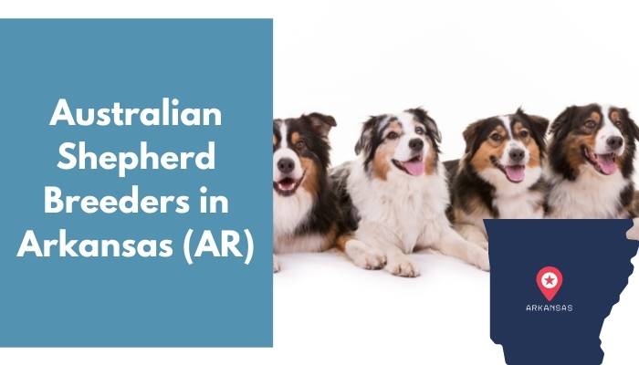 Australian Shepherd Breeders in Arkansas AR