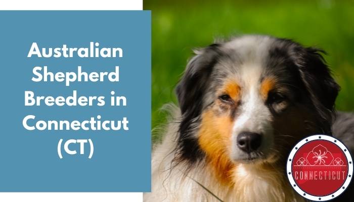 Australian Shepherd Breeders in Connecticut CT