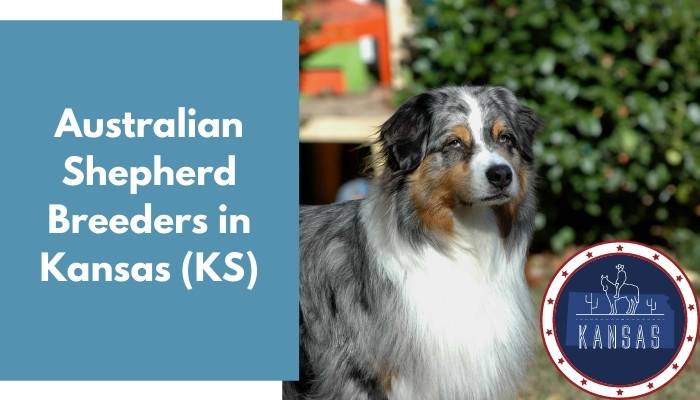 Australian Shepherd Breeders in Kansas KS