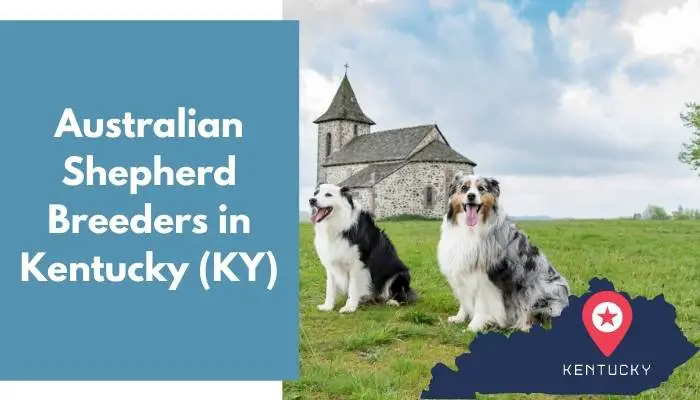 Australian Shepherd Breeders in Kentucky KY