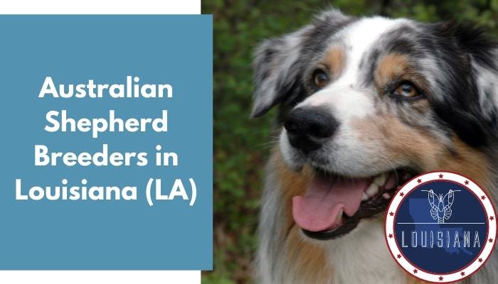 Australian Shepherd Breeders in Louisiana LA