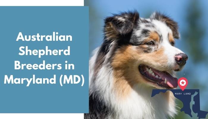 Australian Shepherd Breeders in Maryland MD