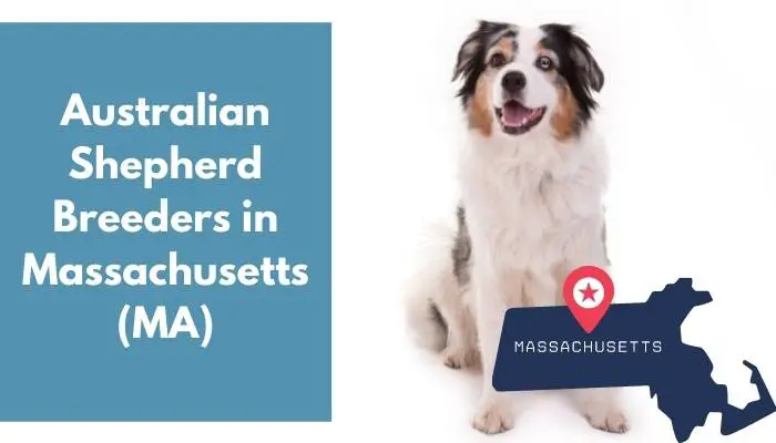 6 Australian Shepherd Breeders in Massachusetts (MA)