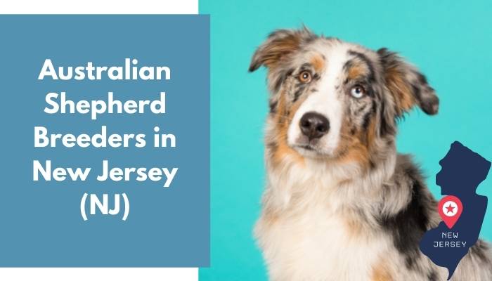 Australian Shepherd Breeders in New Jersey NJ