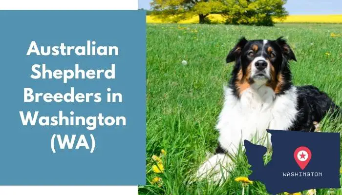 Australian Shepherd Breeders in Washington WA