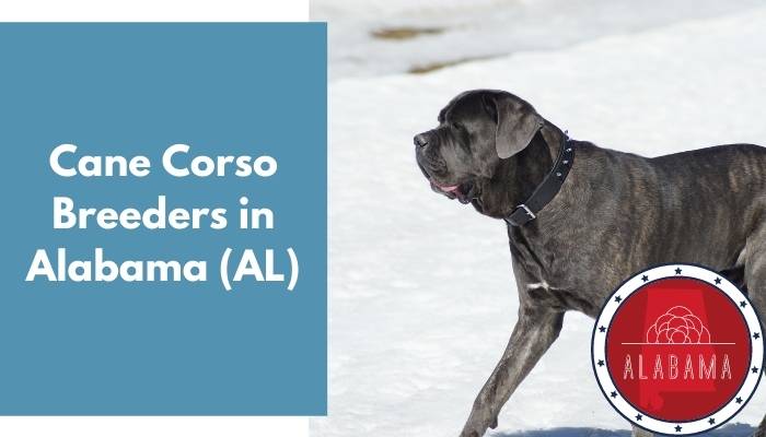 Cane Corso Breeders in Alabama AL