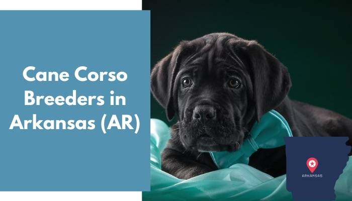 Cane Corso Breeders in Arkansas AR