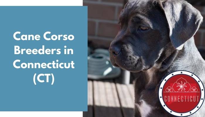 Cane Corso Breeders in Connecticut CT