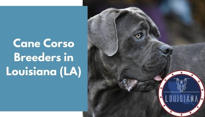 Cane Corso Breeders in Louisiana LA