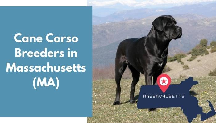 Cane Corso Breeders in Massachusetts MA