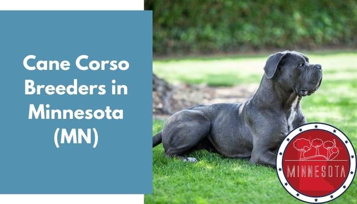 Cane Corso Breeders in Minnesota MN