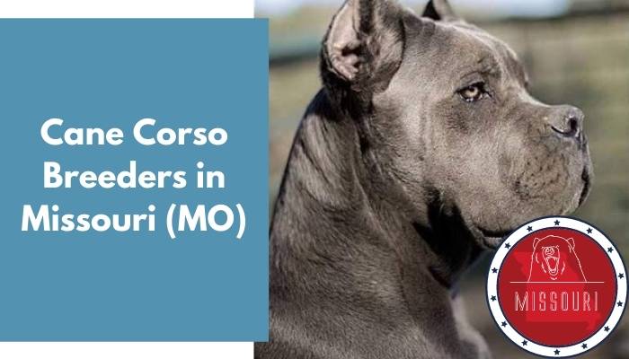 Cane Corso Breeders in Missouri MO