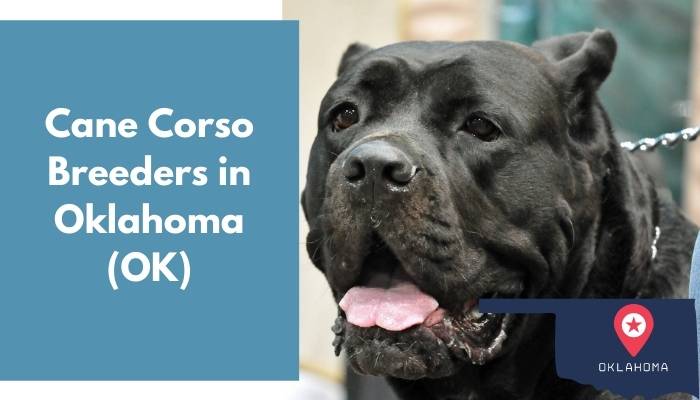 Cane Corso Breeders in Oklahoma OK