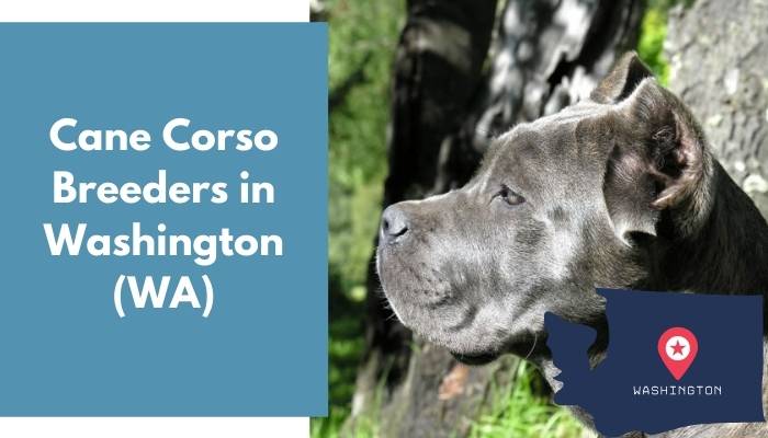 Cane Corso Breeders in Washington WA