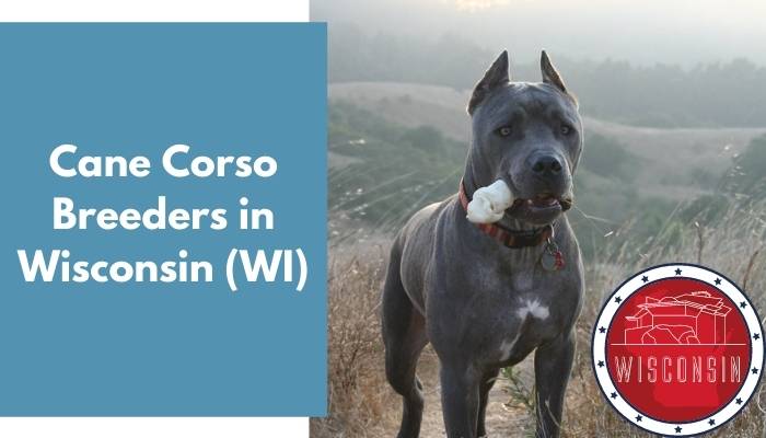 Cane Corso Breeders in Wisconsin WI