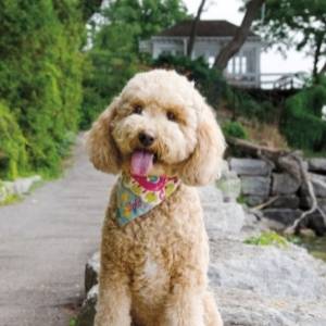 Cockapoo Breeders Category