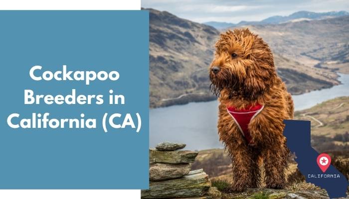 Cockapoo Breeders in California CA