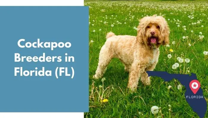 Cockapoo Breeders in Florida FL