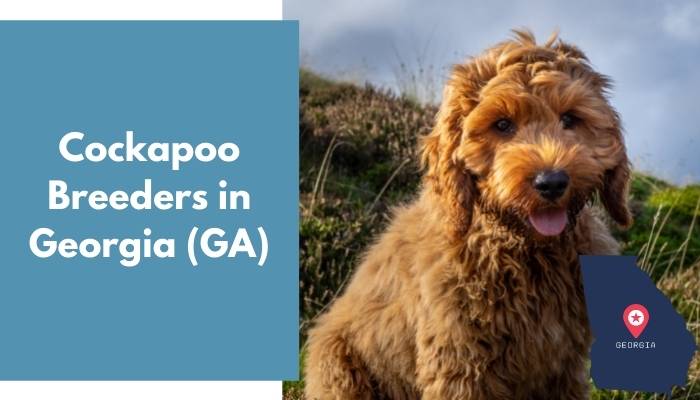 Cockapoo Breeders in Georgia GA