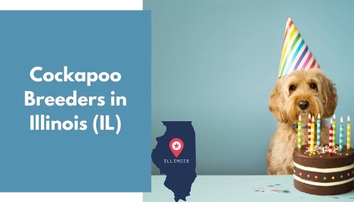 Cockapoo Breeders in Illinois IL