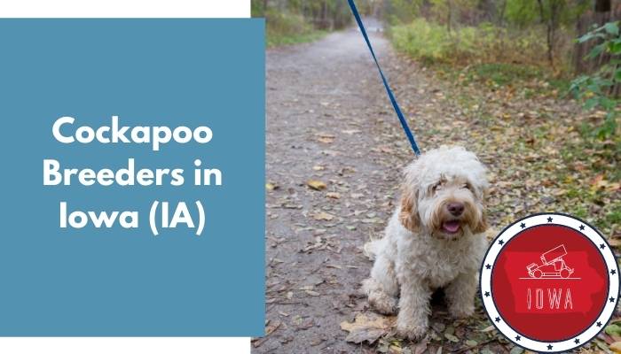 Cockapoo Breeders in Iowa IA