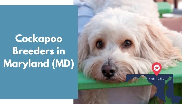 Cockapoo Breeders in Maryland MD