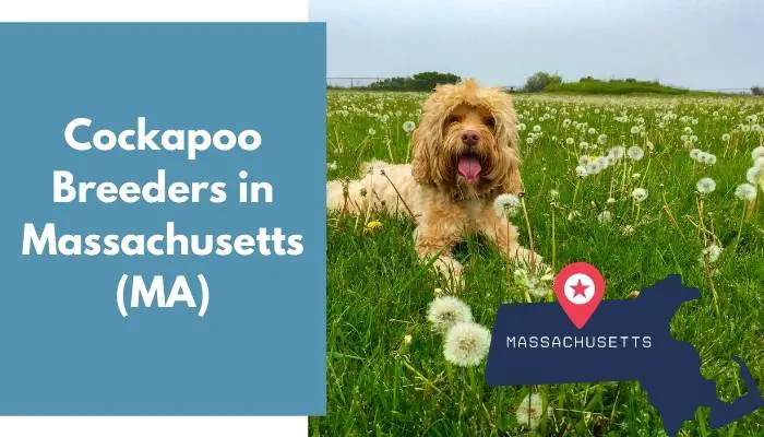 Cockapoo Breeders in Massachusetts MA