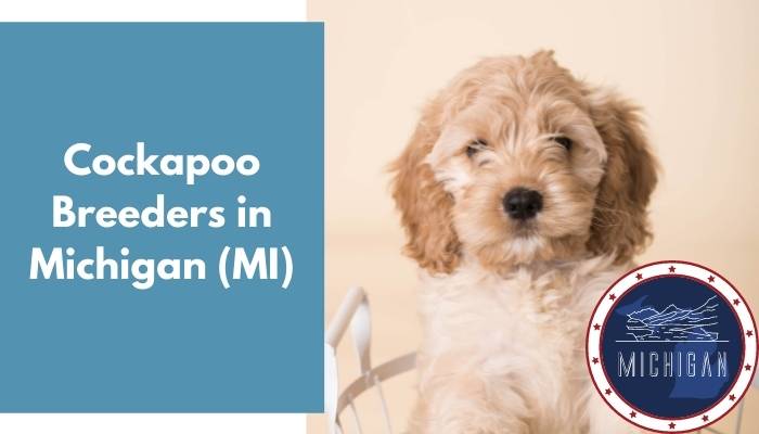 Cockapoo Breeders in Michigan MI