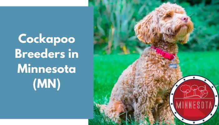 Cockapoo Breeders in Minnesota MN