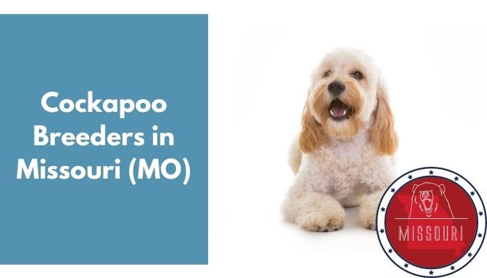 Cockapoo Breeders in Missouri MO