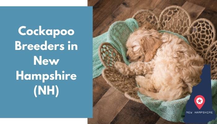 Cockapoo Breeders in New Hampshire NH