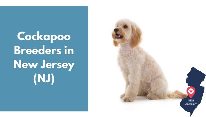 Cockapoo Breeders in New Jersey NJ